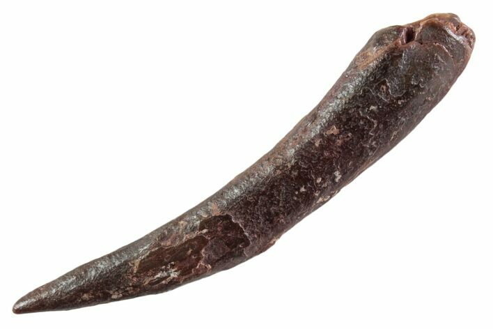 Fossil Pterosaur (Siroccopteryx) Tooth - Morocco #359954